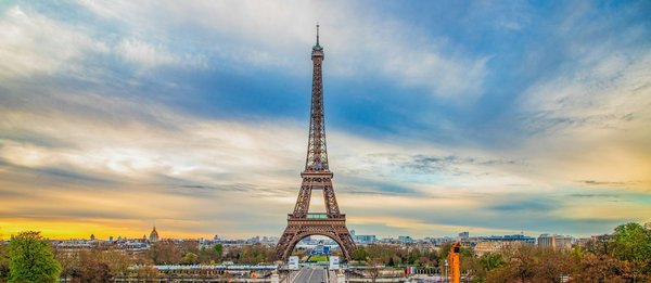 Rempoter un olivier en pot : astuces pour un succès garanti